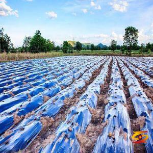 The application of LLDPE in plastic film 