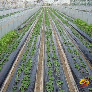 the difference of black and white mulch film